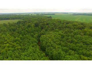 TRACT 84 - ILLINOIS LAND AUCTION - 4,810+/- ACRES OFFERED IN 85 TRACTS IN FRANKLIN, WILLIAMSON, HAMILTON & SALINE COUNTIES, ILLINOIS